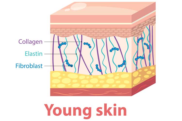 نقش الاستین